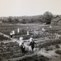 War Garden in Ann Arbor, 1918