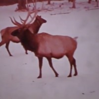 Elk in Pigeon River