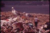The U.S. National Archives, Seagulls Scavenge at Croton Landfill Operation along the Hudson River 08/1973 